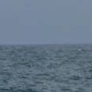 Meet your Posher, Jane